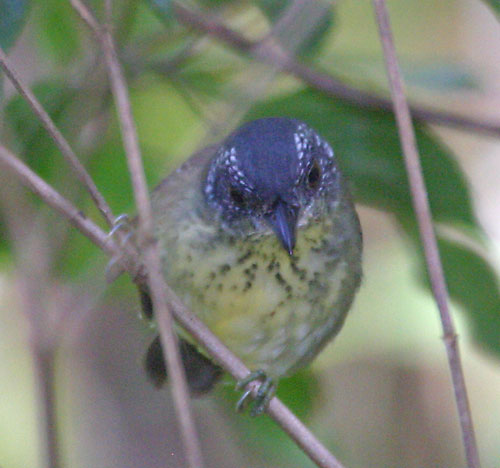 Image of Spot-breasted Antvireo