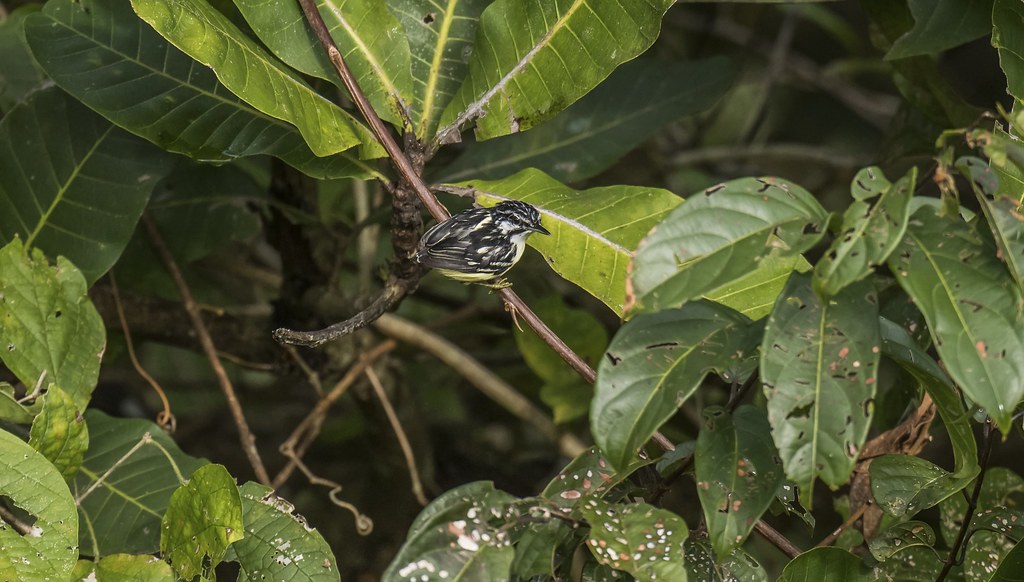 Image of Moustached Antwren