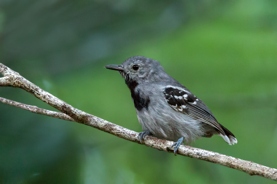Image of Band-tailed Antwren