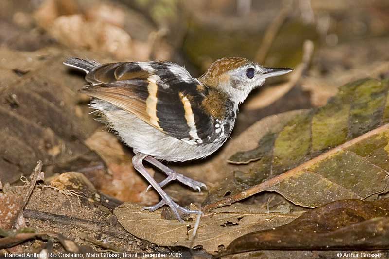 Image of Banded Antbird