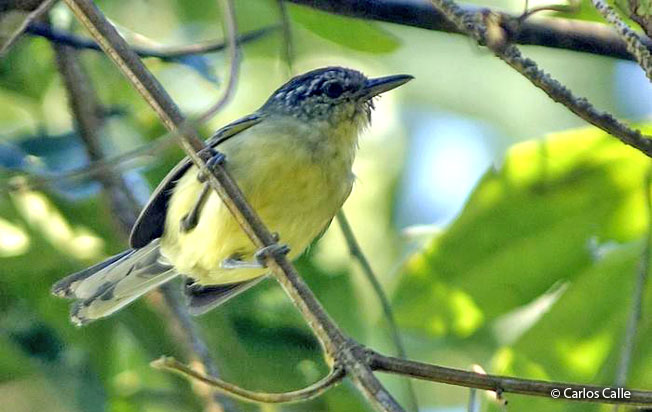Image of Yellow-breasted Antwren