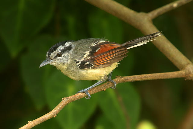 Image of Southern Rufous-winged Antwren