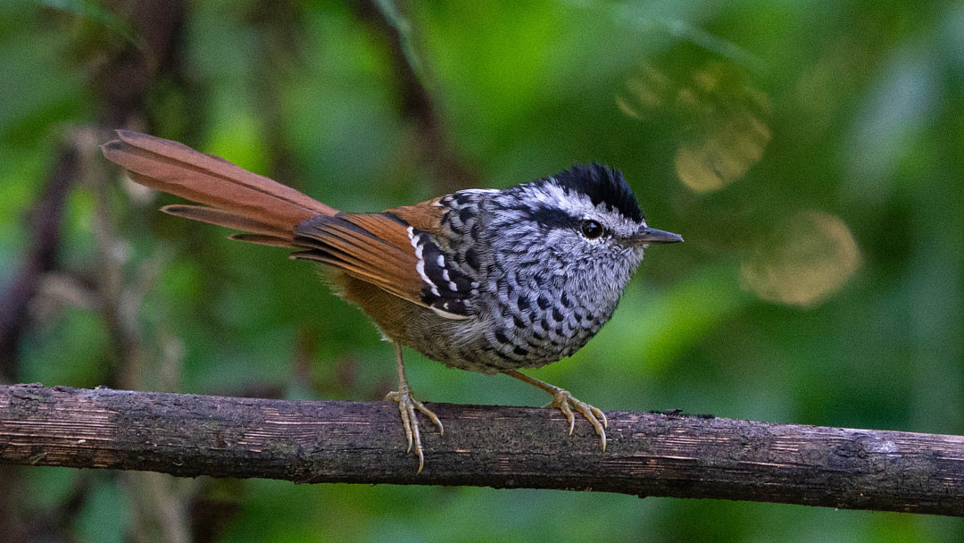 Image of Rufous-tailed Antbird