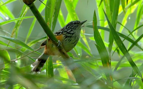 Image of East Andean Antbird