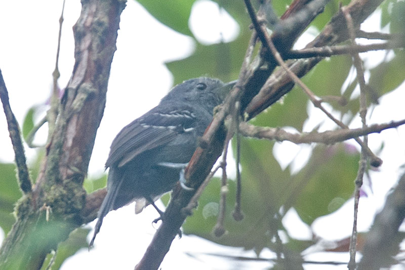 Image of Parker's Antbird