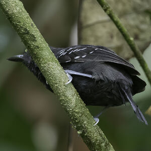 Image of Black Antbird