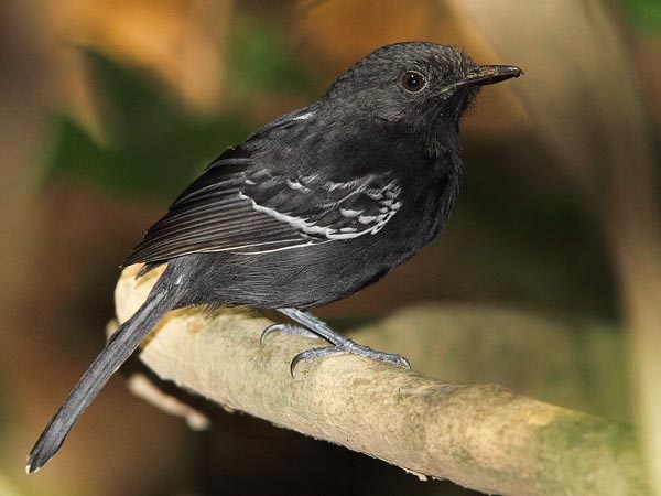 Image of Rio Branco Antbird