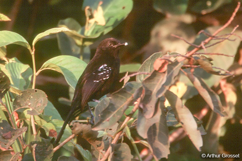 Image of Mato Grosso Antbird