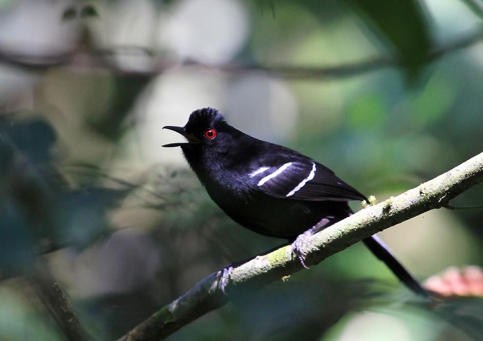 Image of White-shouldered Fire-eye
