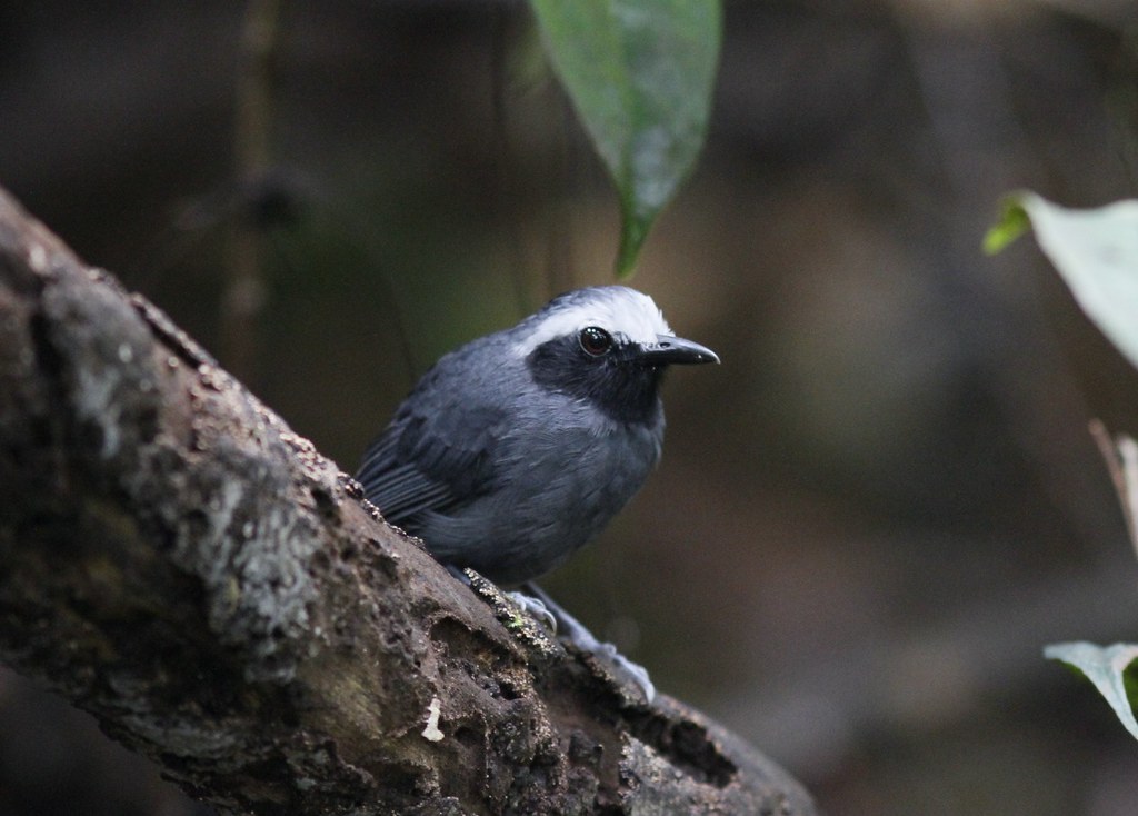 Image of White-browed Antbird