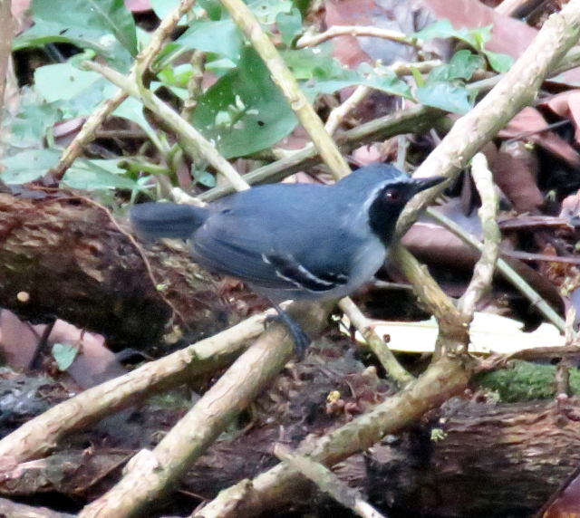 Image of Black-faced Antbird
