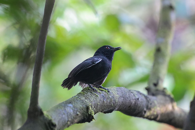 Image of Black-tailed Antbird