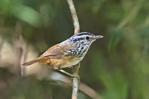 Image of Guianan Antwarbler