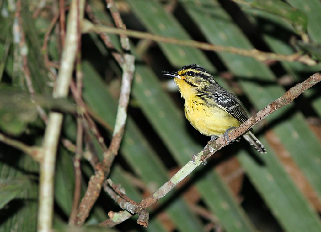 Image of Yellow-browed Antwarbler
