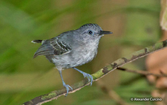 Image of Black-chinned Antbird