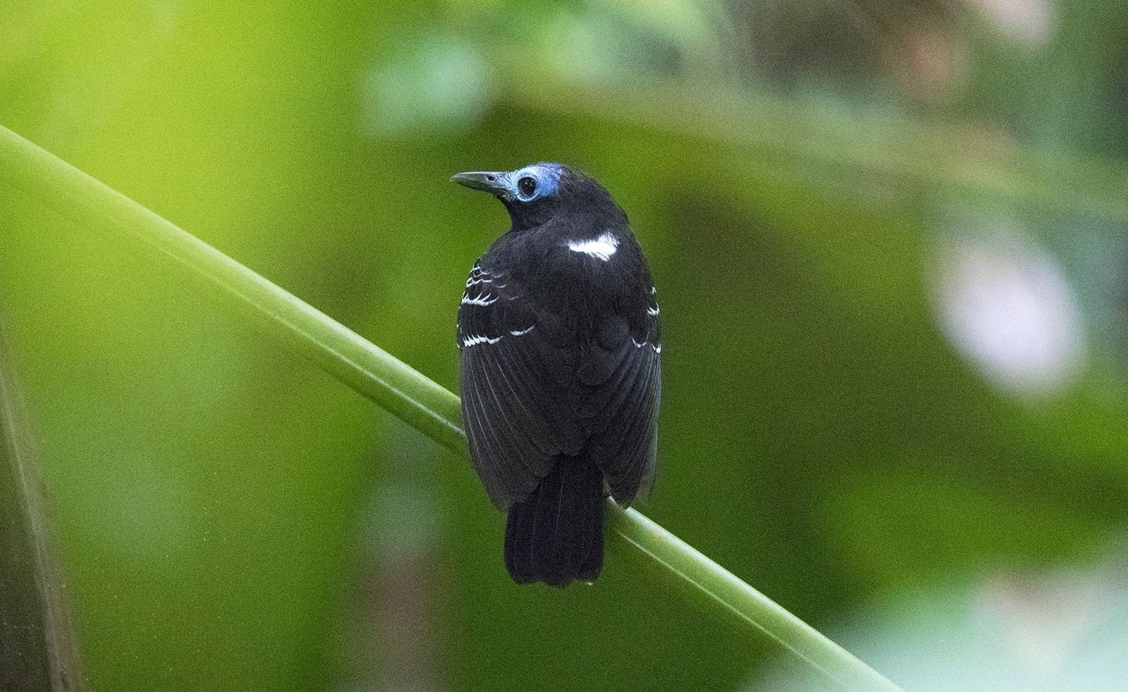 Image of Bare-crowned Antbird