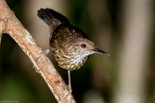 Image of Silvered Antbird