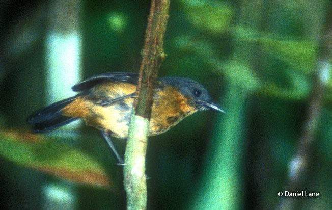 Image of Allpahuayo Antbird