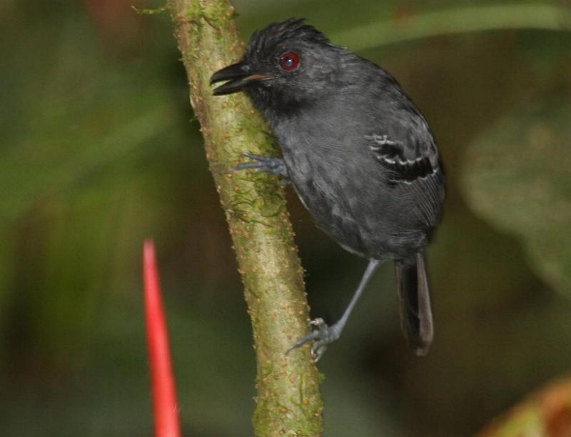Image of Black-headed Antbird