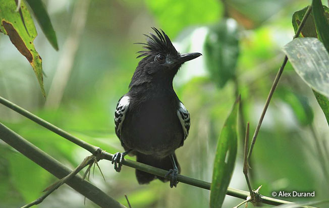 Image of White-lined Antbird