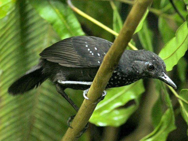Image of Stub-tailed Antbird