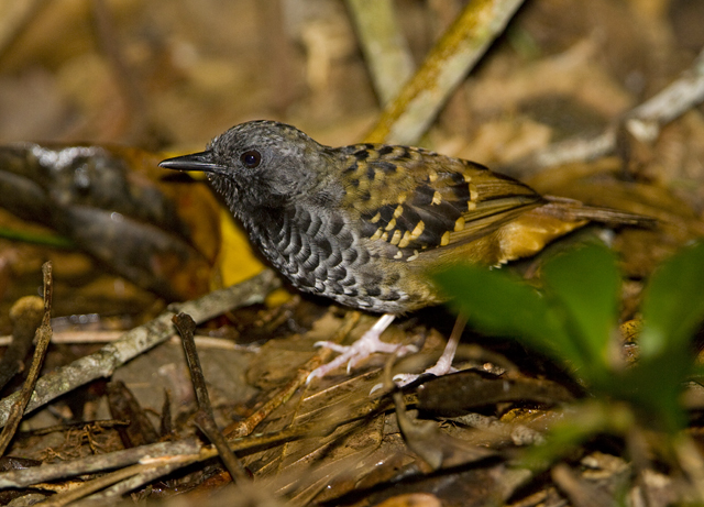 Image of Scalloped Antbird