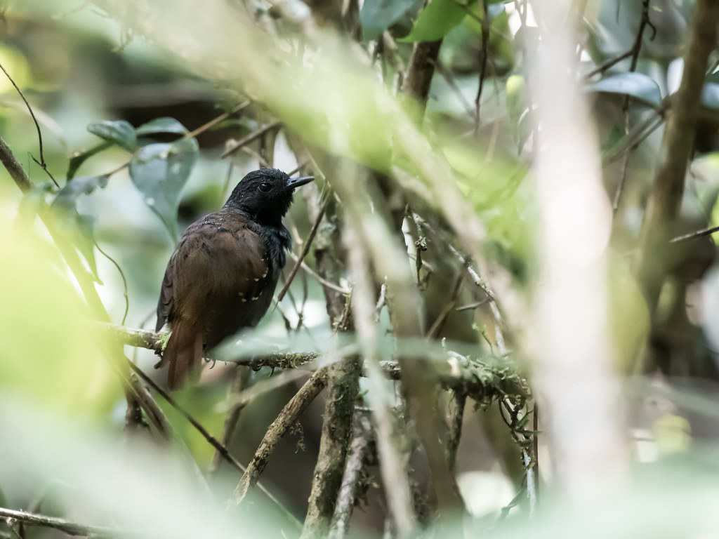 Image of Northern Chestnut-tailed Antbird