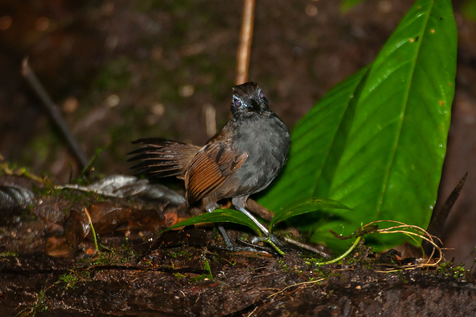 Image of Sooty Antbird