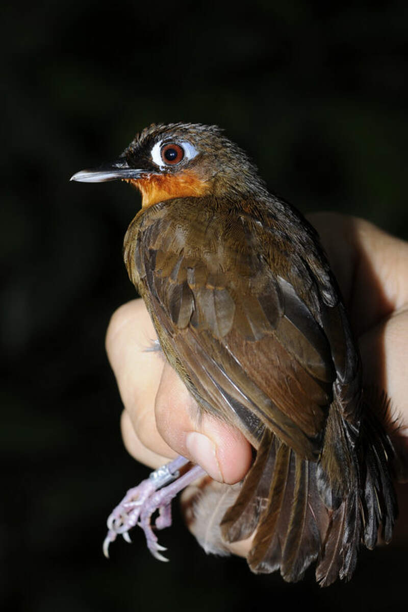 Image of Rufous-throated Antbird