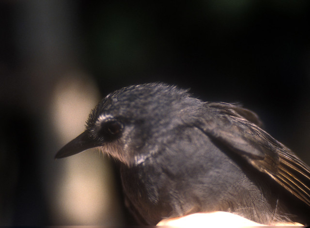 Image of Lunulated Antbird