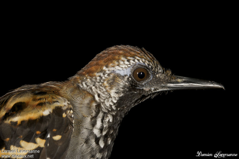 Image of Southern Wing-banded Antbird