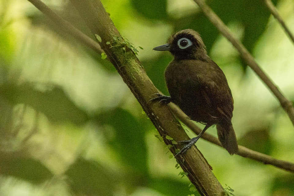 Image of Hairy-crested Antbird