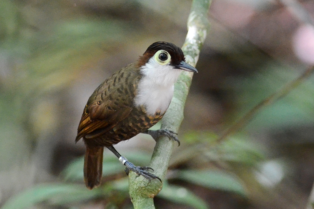 Image of White-breasted Antbird