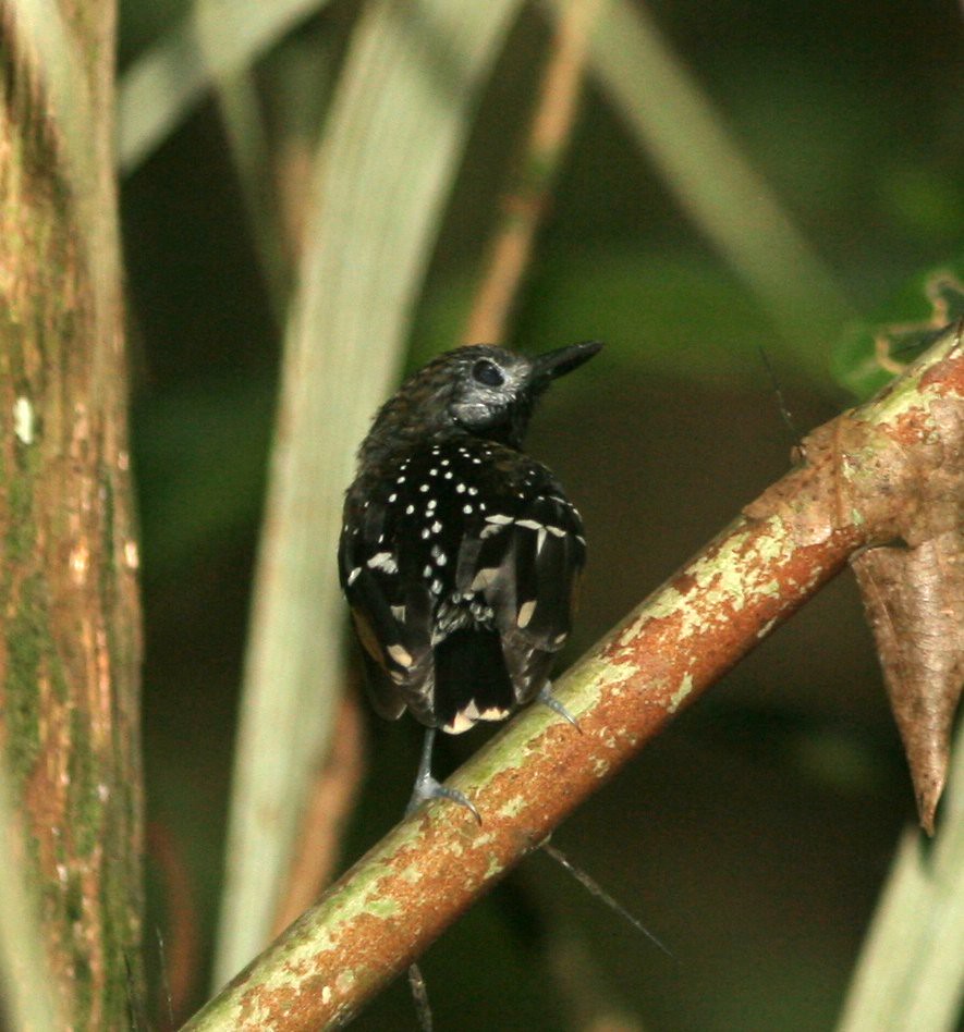 Image of Dot-backed Antbird