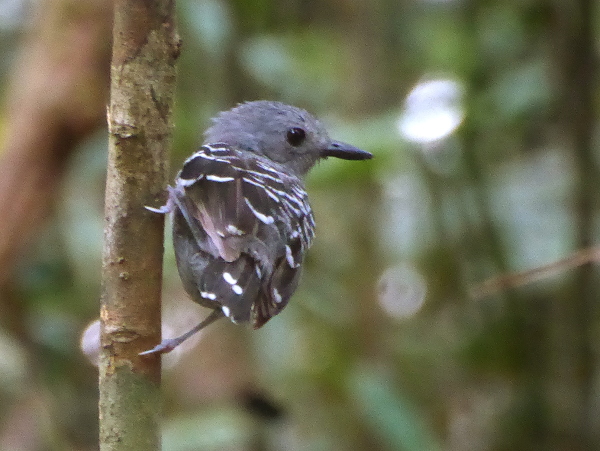 Image of Common Scale-backed Antbird