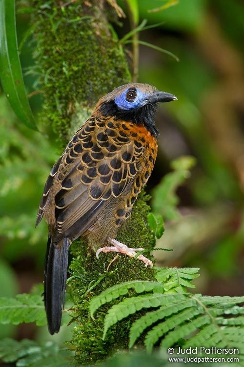 Image of Ocellated Antbird