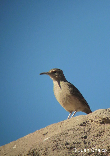 Image of Thick-billed Miner