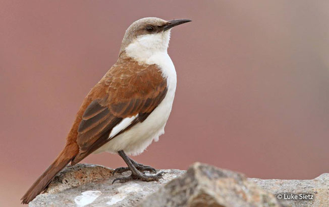 Image of White-bellied Cinclodes