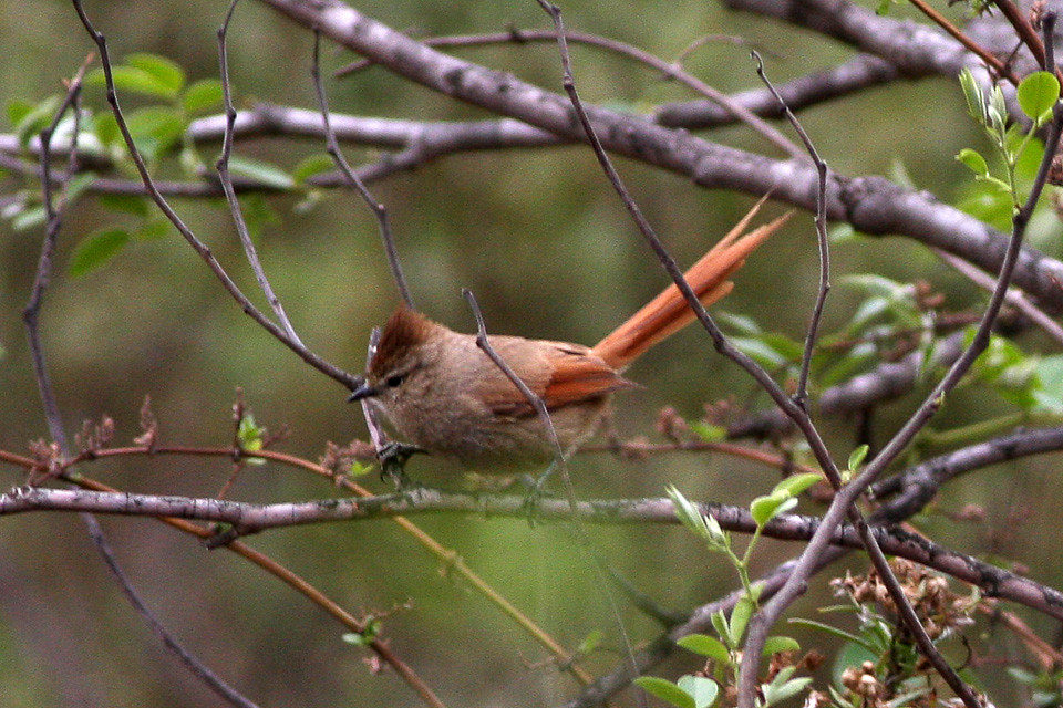 Image of Brown-capped Tit-Spinetail