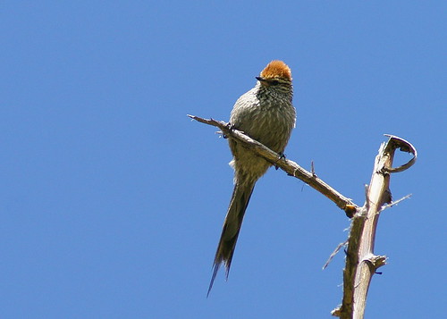 Image of Rusty-crowned Tit-Spinetail