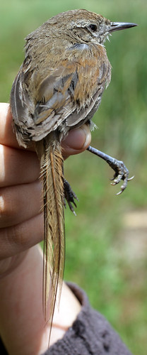 Image of Perija Thistletail