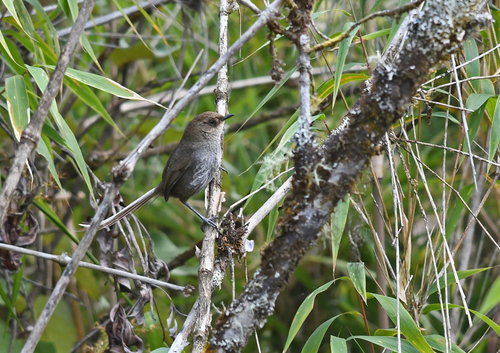 Image of Vilcabamba Thistletail