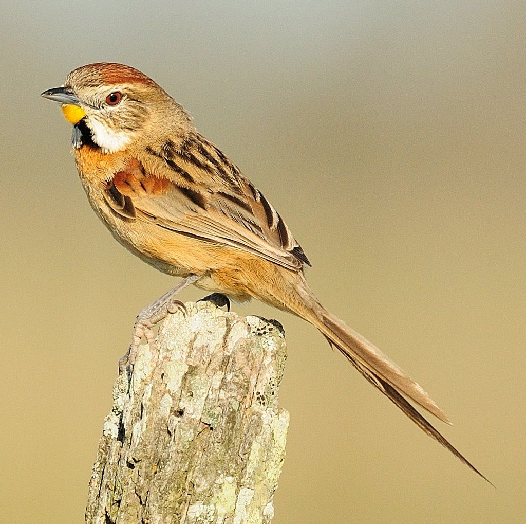 Image of Chotoy Spinetail