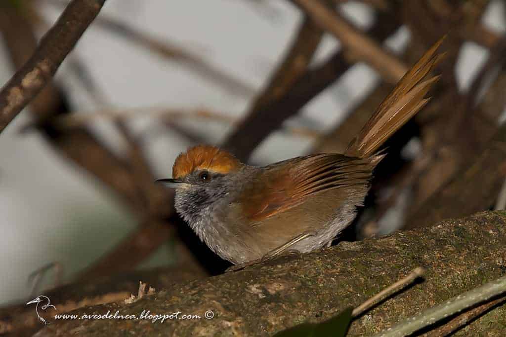 Image of Rufous-capped Spinetail
