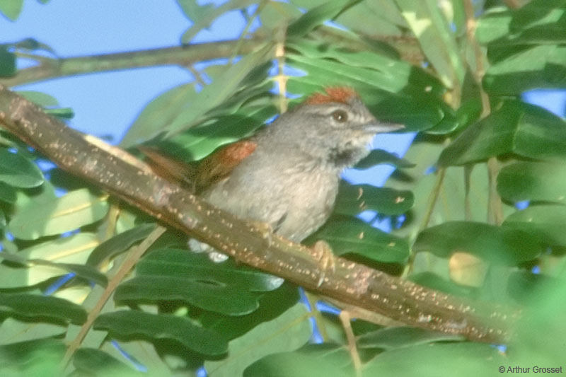 Image of Pale-breasted Spinetail
