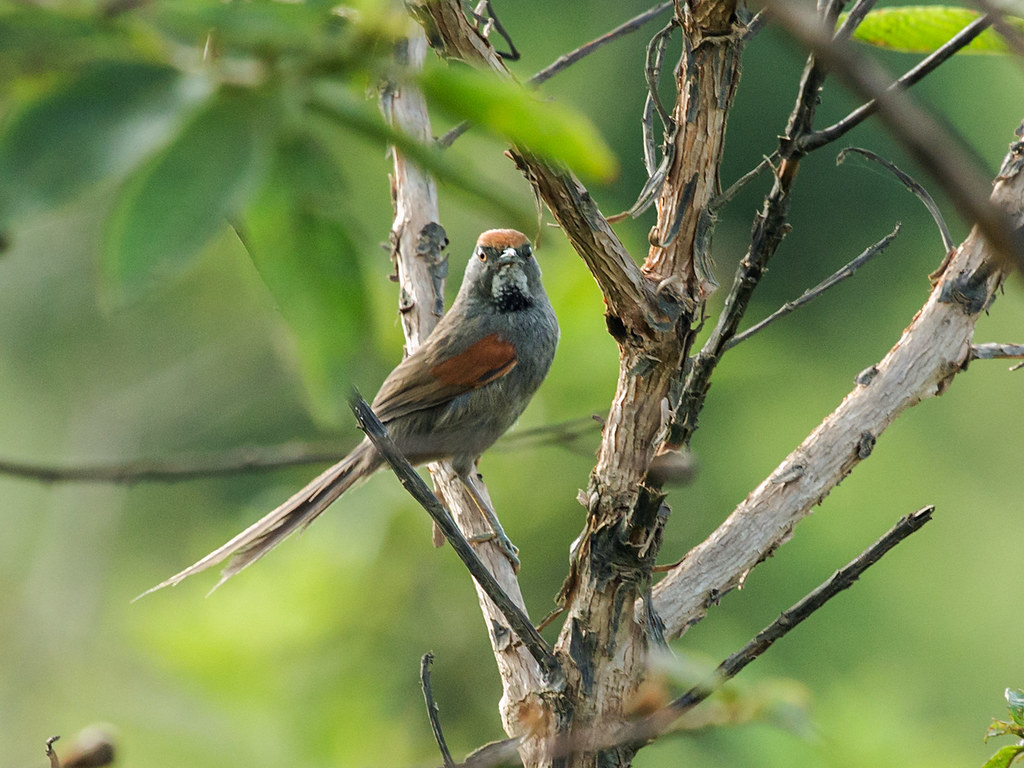 Image of Spix's Spinetail