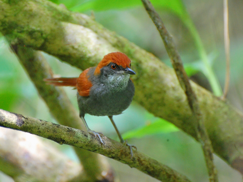 Image of Pinto's Spinetail