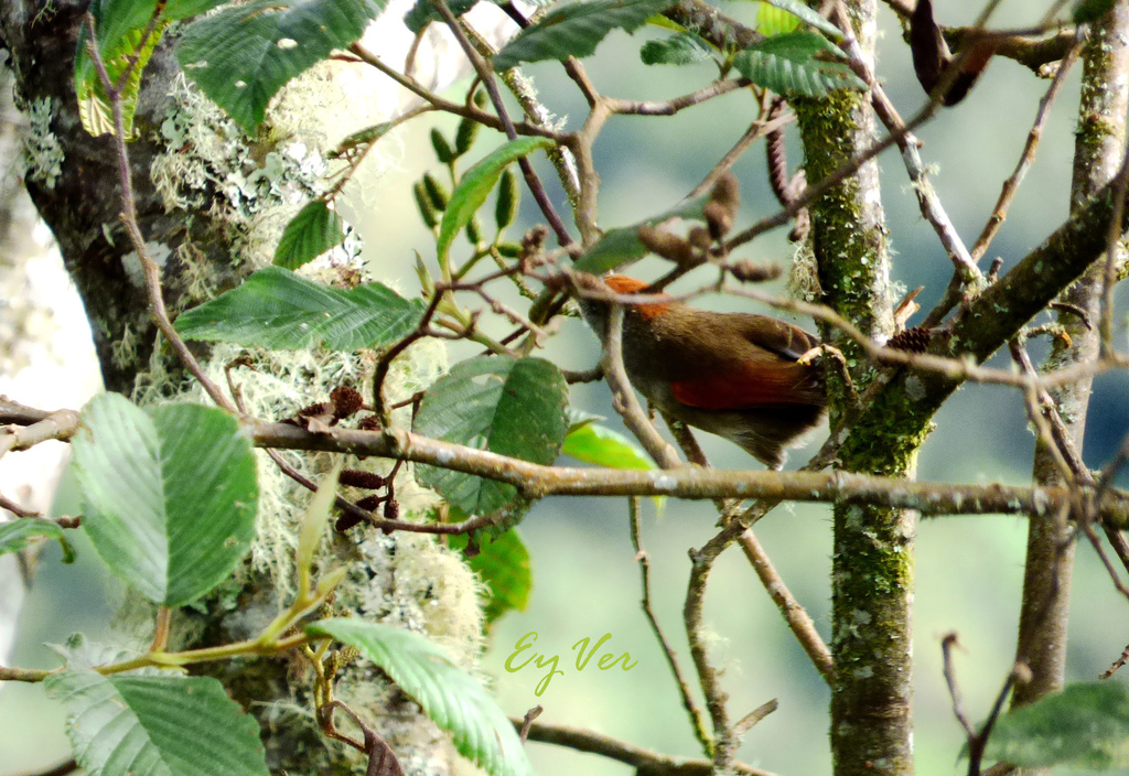 Image of Dusky Spinetail