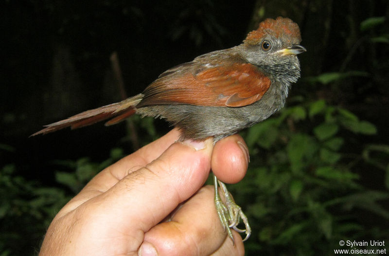Image of McConnell's Spinetail