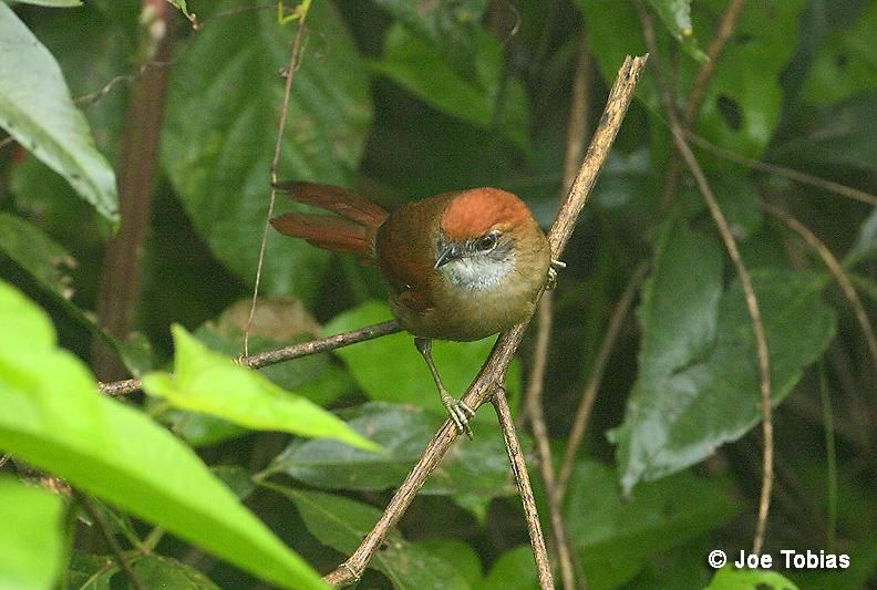 Image of Cabanis's Spinetail